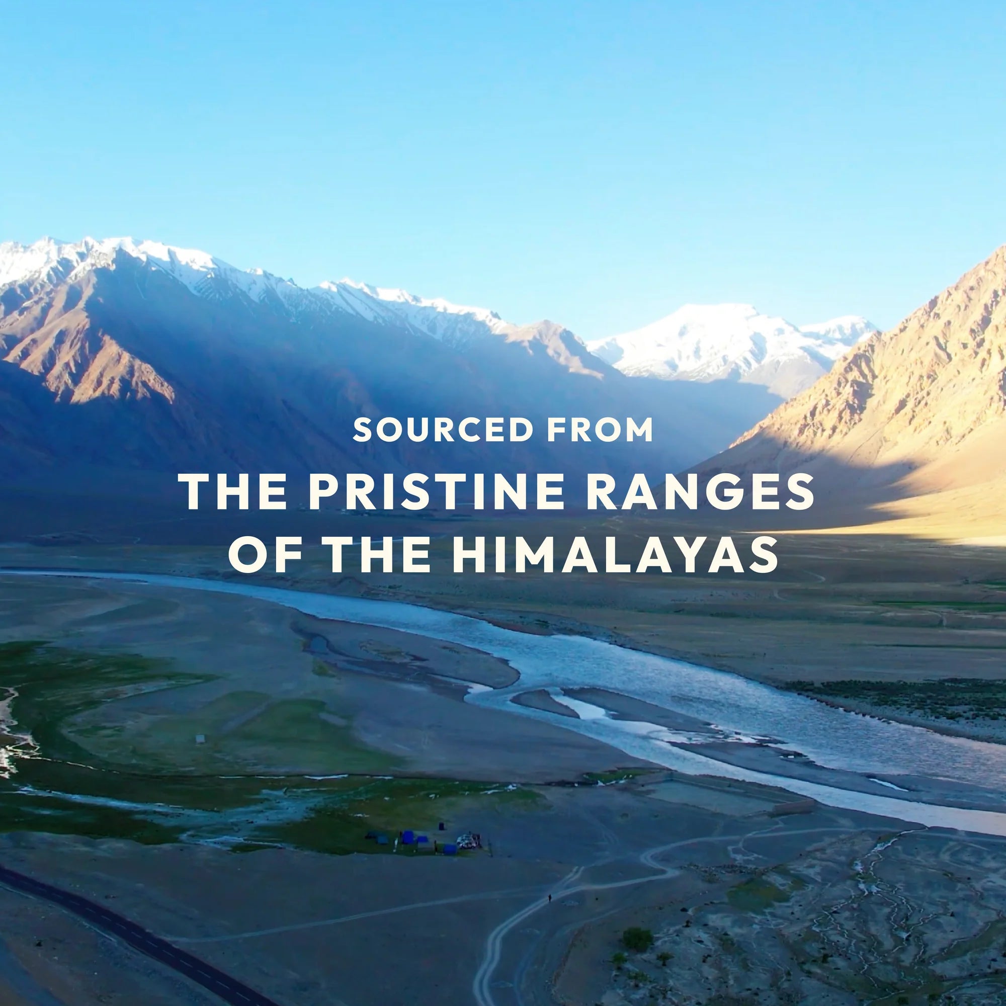 Sea Buckthorn Gummies